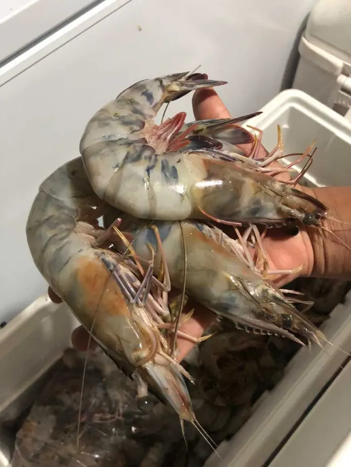 Camarón Colosal Entero